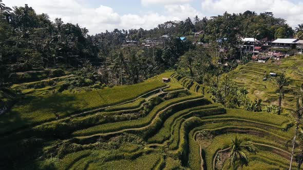 Flying Above Rice Terraces