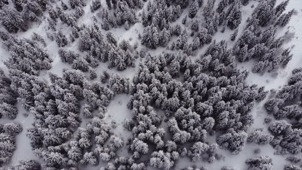 Aerial Forest view - Winter Landscape Aerial view alt