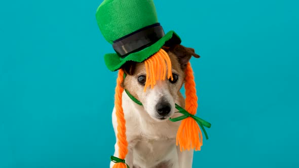 Leprechaun Dog Blue Backgrond alt