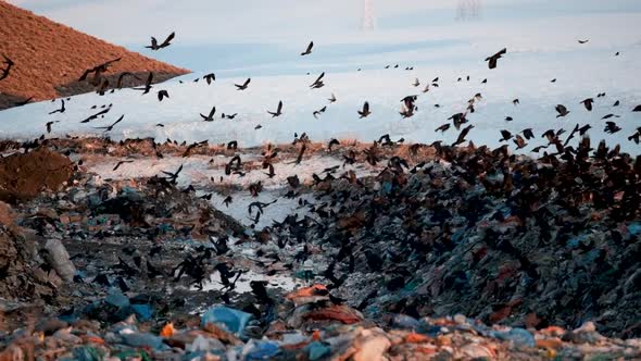 Crows in the City Dump alt