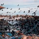 Crows in the City Dump - VideoHive Item for Sale