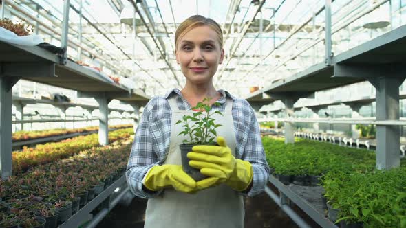 Pretty Woman Smiling and Holding Flower Pot in Greenhouse, Gardening Business