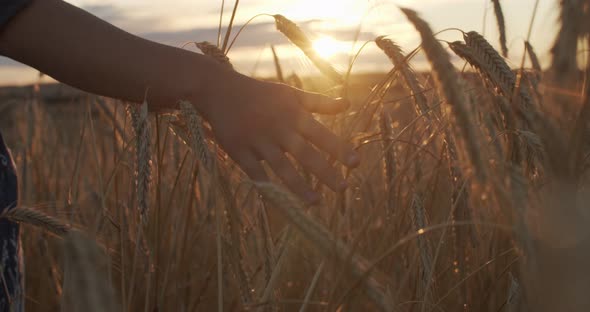 Faceless Woman Stroking Ripe Golden Wheat Spikelet Moving To Setting Sun Slow Motion. Close Up alt