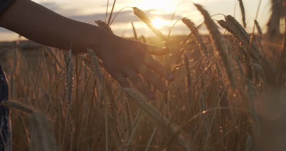 Faceless Woman Stroking Ripe Golden Wheat Spikelet Moving To Setting Sun Slow Motion. Close Up