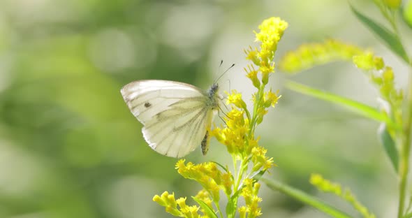 Pieris Brassicae the Large White Butterfly Also Called Cabbage Butterfly alt