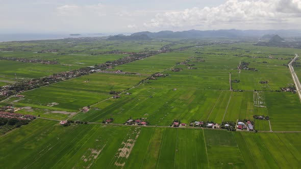 The Paddy Rice Fields of Kedah and Perlis, Malaysia alt