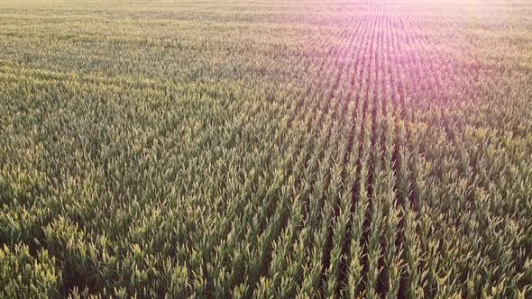 Above the surface with crops of wheat in the field, the bright light of the evening sun. alt