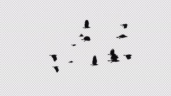 Raven Flock - 13 Birds - Flying Loop II - 4K