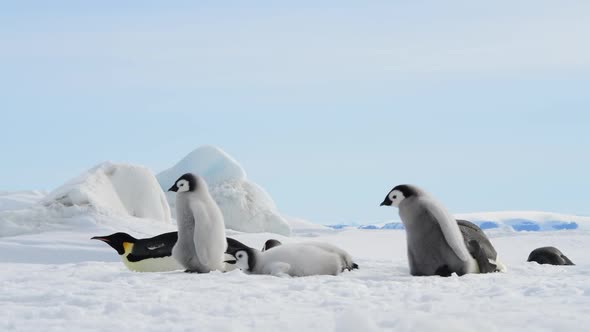 }Emperor Penguins with Chicks in Antarctica