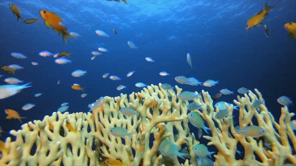 Underwater Tropical Reef Seascape alt