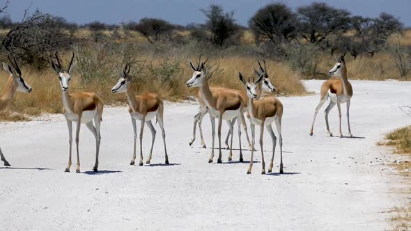 Herd of Springbok Antelopes Walking Away From a Grael Road in Etosha NP Namibia alt
