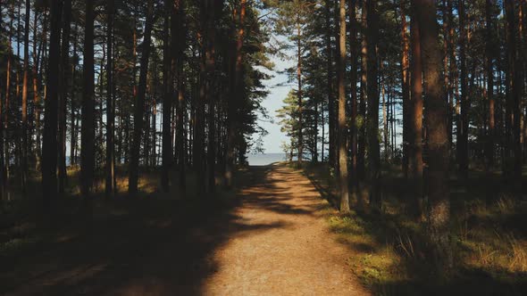 Walk along the path in the forest in the dunes of the Baltic