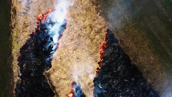 Top view of Smoking Wild Fire. Field in the fire. Amazon and Siberian wildfires. Dry grass alt