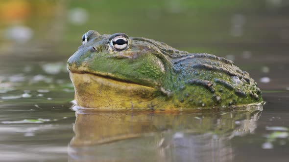 Close Up Of Male African Bullfrog In Shallow Pond Water During Mating Season. alt