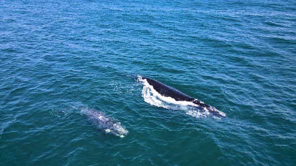 Brindled calf hanging out with its Southern Right whale mom, overhead view alt