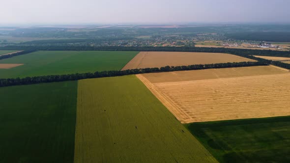 Wheat Field and Different Agricultural Fields alt