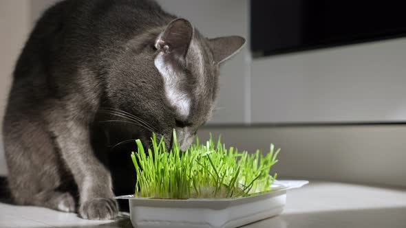 Gray Cat Eating Green Fresh Grass Sunny alt
