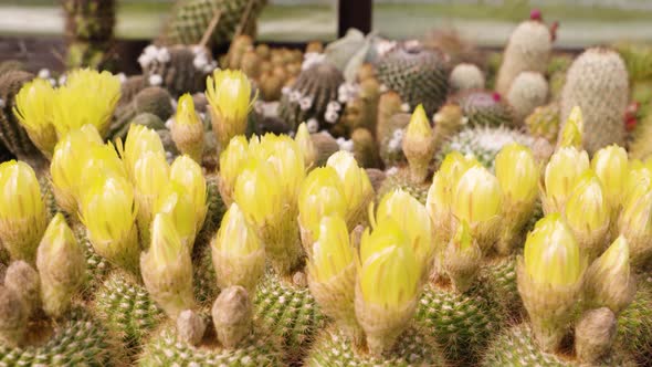 Blooming Cactuses in Flower Pots  Closeup alt