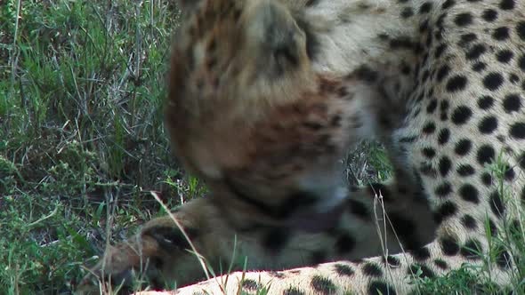 Cheetah (Acinonyx jubatus) cleaning himself alt