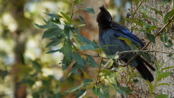 blue steller's jay in a tree preens its feathers alt