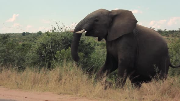 an elephant coming out from the bush alt