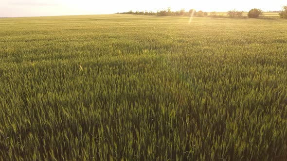 Aerial of the Sunny Green Wheat Area with Waving Spikelets at Sparkling Sunset   alt