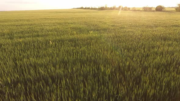 Aerial of the Sunny Green Wheat Area with Waving Spikelets at Sparkling Sunset  