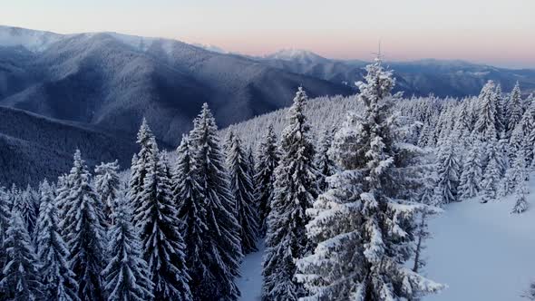 Drone Fly Close to Winter Forest Unveiling Mountain Valley