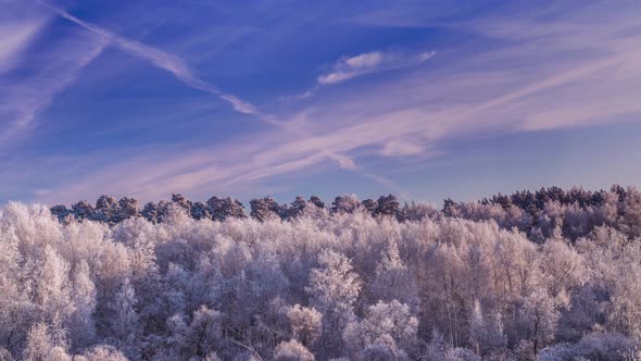 Frosty Trees in the Evening