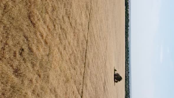 Vertical orientation video: Wheat field top view. Ears of wheat on the field alt