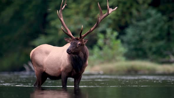 Bull Elk Video Clip in Autumn 