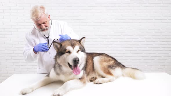 Mature Doctor Examining Big Domestic Dog By Stethoscope alt