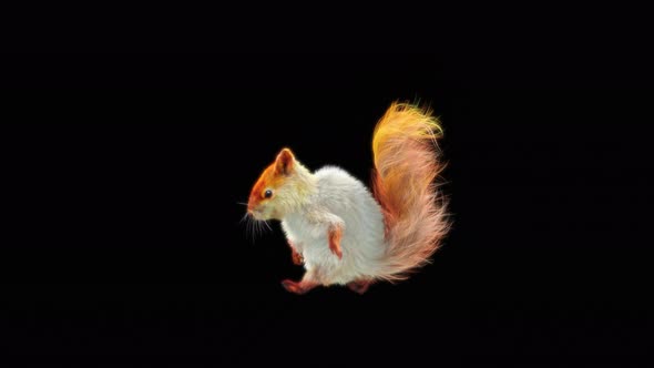Squirrel Walking 4K alt