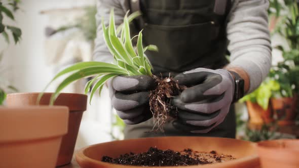 Man Planting Flowers in a Pot alt