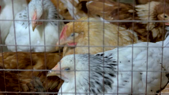 Close Up Poultry in Cage in Henhouse alt