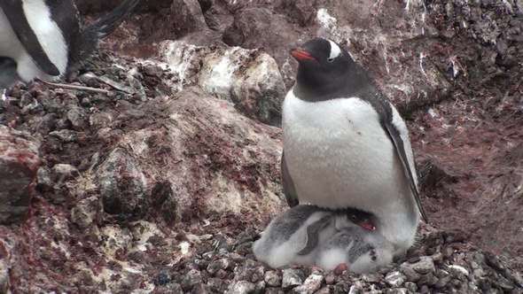 Antarctica. There are a lot of penguins resting on the rocks at Hope Bay. Antarctic Peninsula. alt