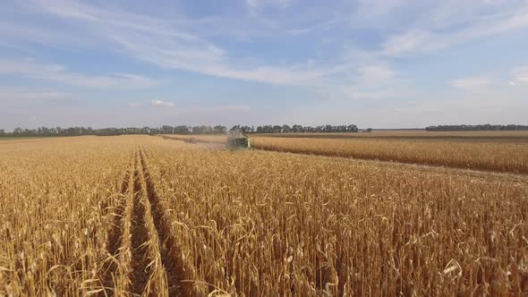 Combine Harvesting Corn alt