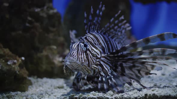 Volitan Lionfish Fish Hovered Over the Bottom alt