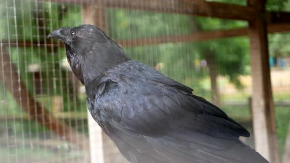 Shooting a Large Black Crow in Captivity