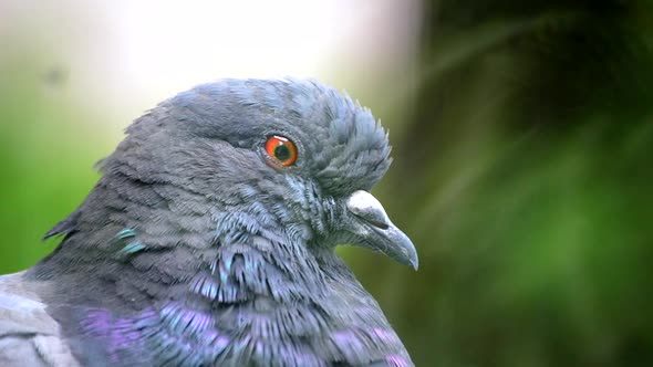 Pigeon Head Close alt