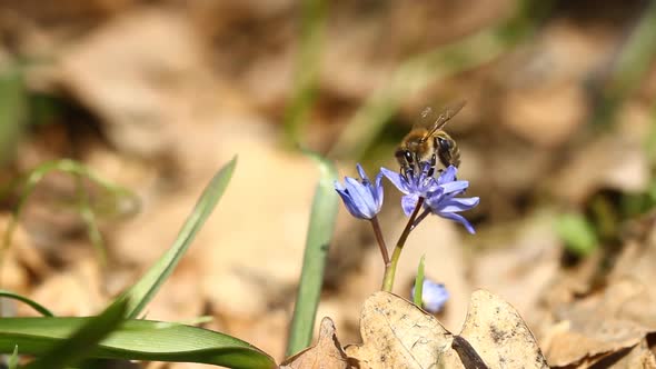 Spring Flowers Scilla  And Bee