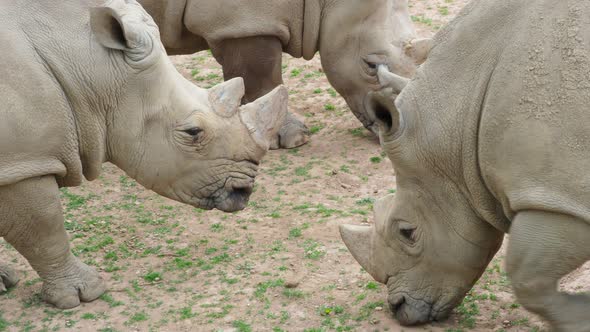 Southern white rhinoceros (Ceratotherium simum simum). Critically endangered animal species.