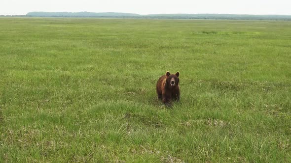 Kamchatka Brown Bear Walks Through Tall Green Grass in Search of Food alt