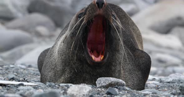 Fur seal on beach