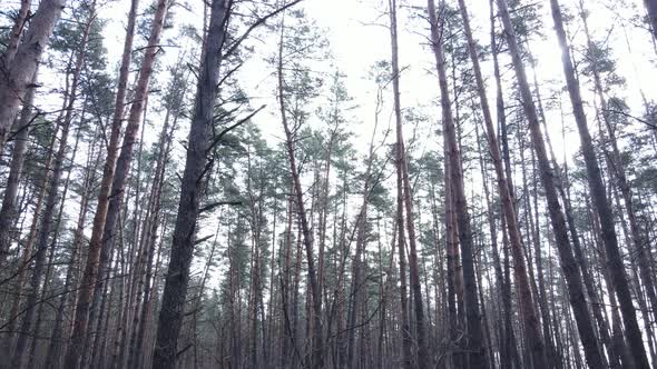 Forest Landscape Aerial View Slow Motion alt