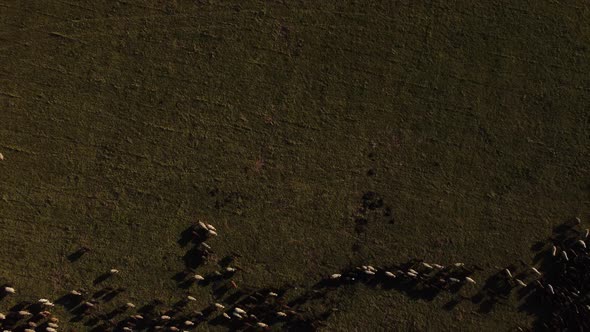 Aerial Photography From a Height of Huge Flock of Sheep on a Green Meadow in the Mountains a Sunny alt