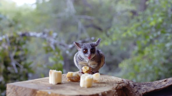 Bushbaby eating banana in Marloth Nature Reserve, South Africa
