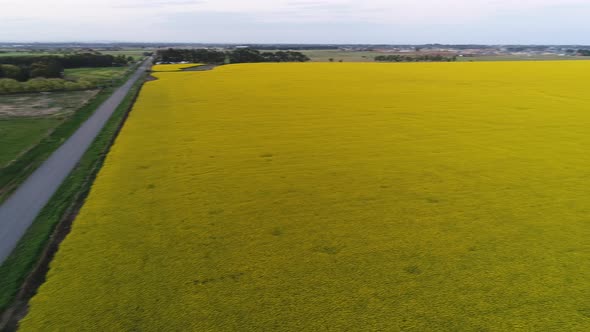 Aerial view of canola field and road alt