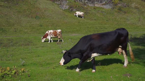 Cattle farm with green pasture, brown and black cow. Cows eat grass.