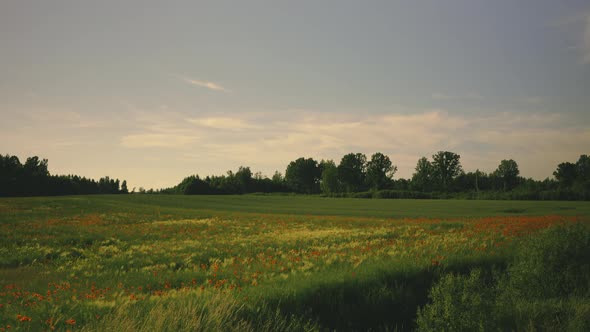 Field with ears of grain crops and poppies at sunset
